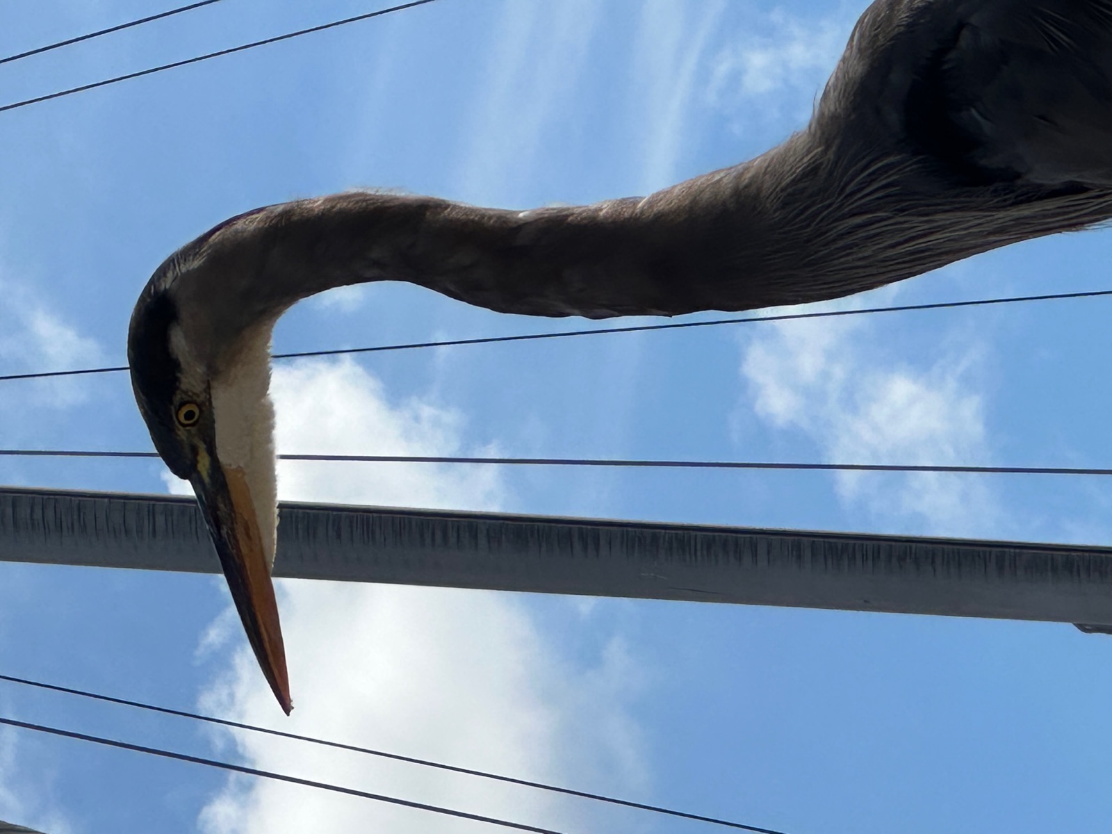 Great Blue Heron close up